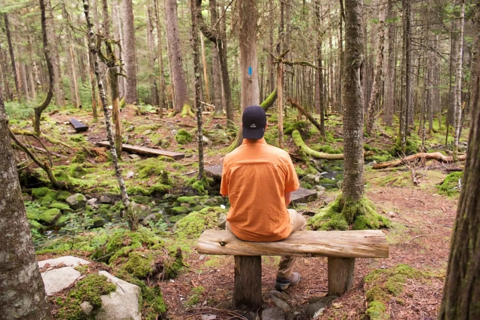 11 sentiers du Maine pour s'initier au bain de forêt