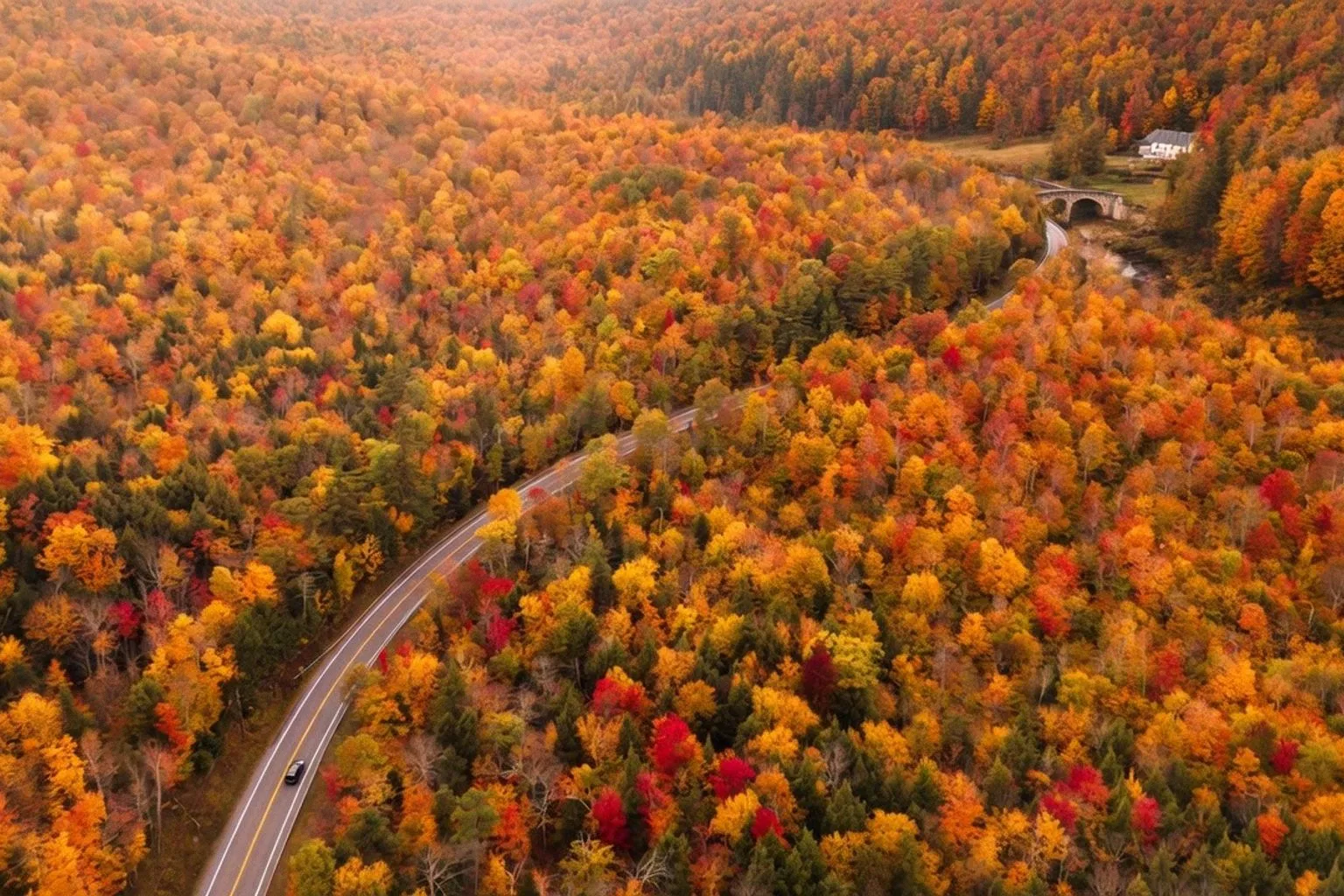Apaisement automnal : comment la forêt régule notre système nerveux
