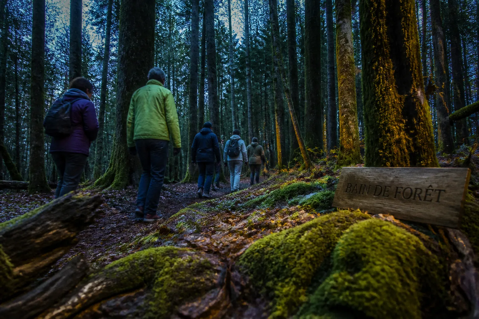 Bains de forêt dans les Vosges : s'immerger en sylvothérapie pour apaiser son stress