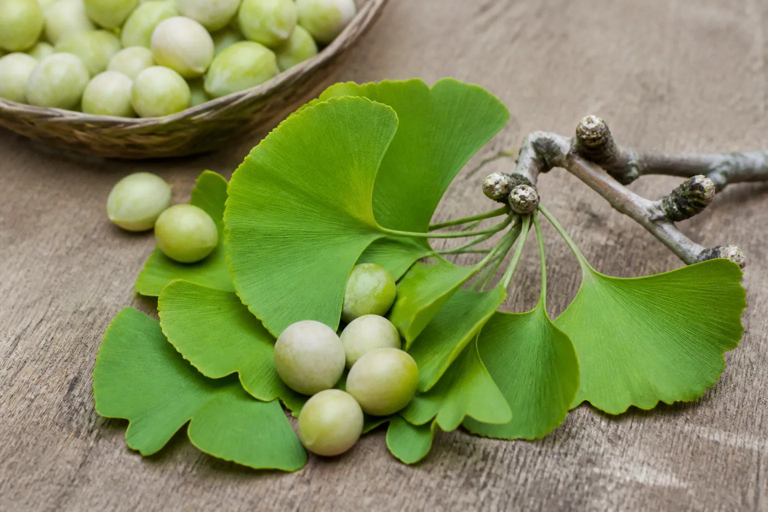 Ginkgo biloba et mémoire : notre sélection au juste prix
