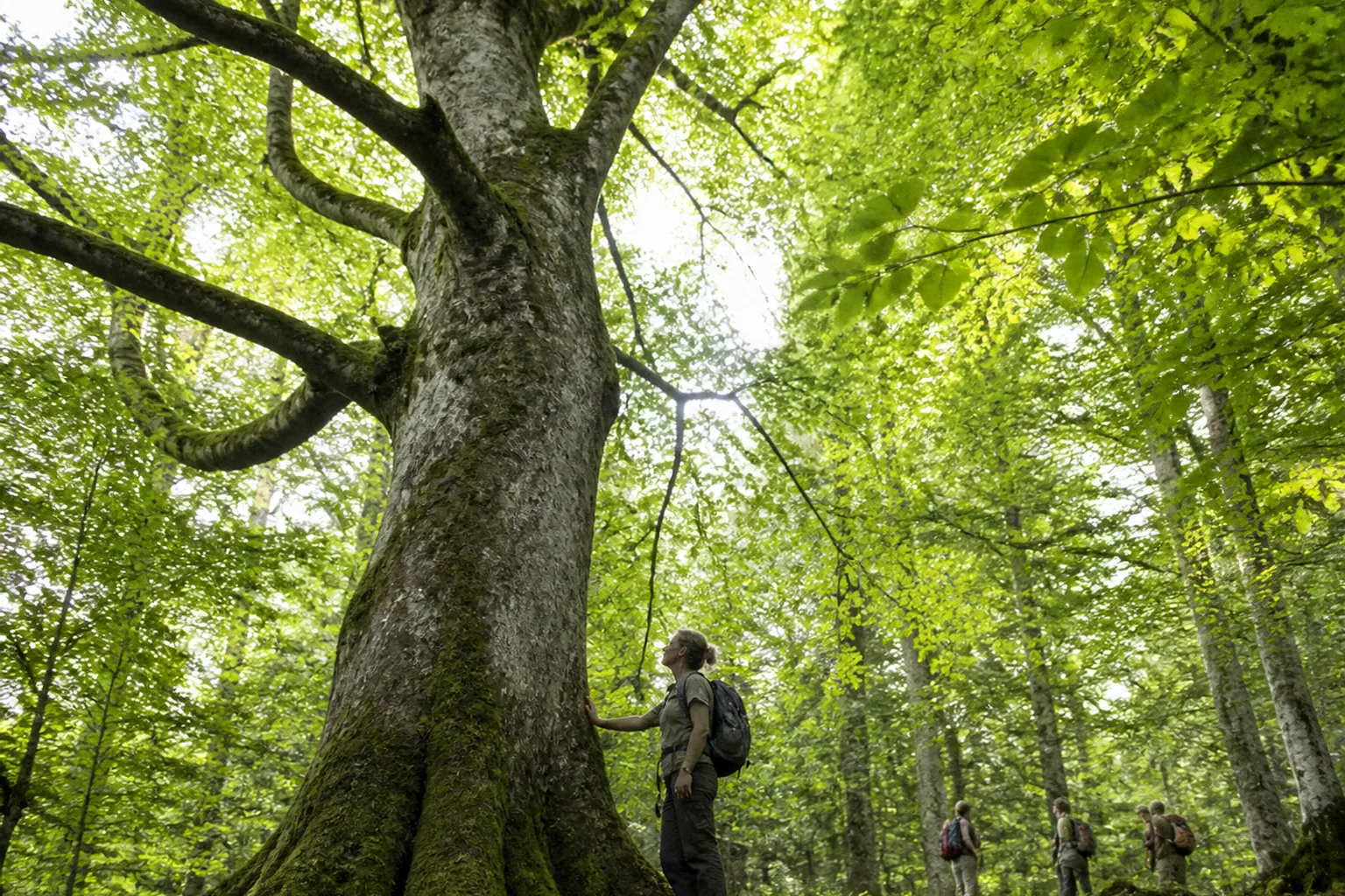 Immersion en forêt : découvrez les bienfaits de la sylvothérapie à Bethmale
