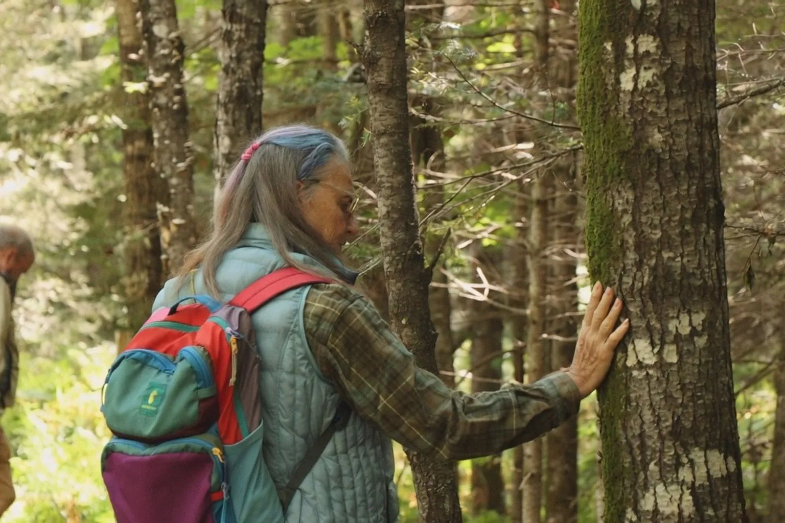 Immersion en forêt : le premier sentier de sylvothérapie du Wisconsin en question