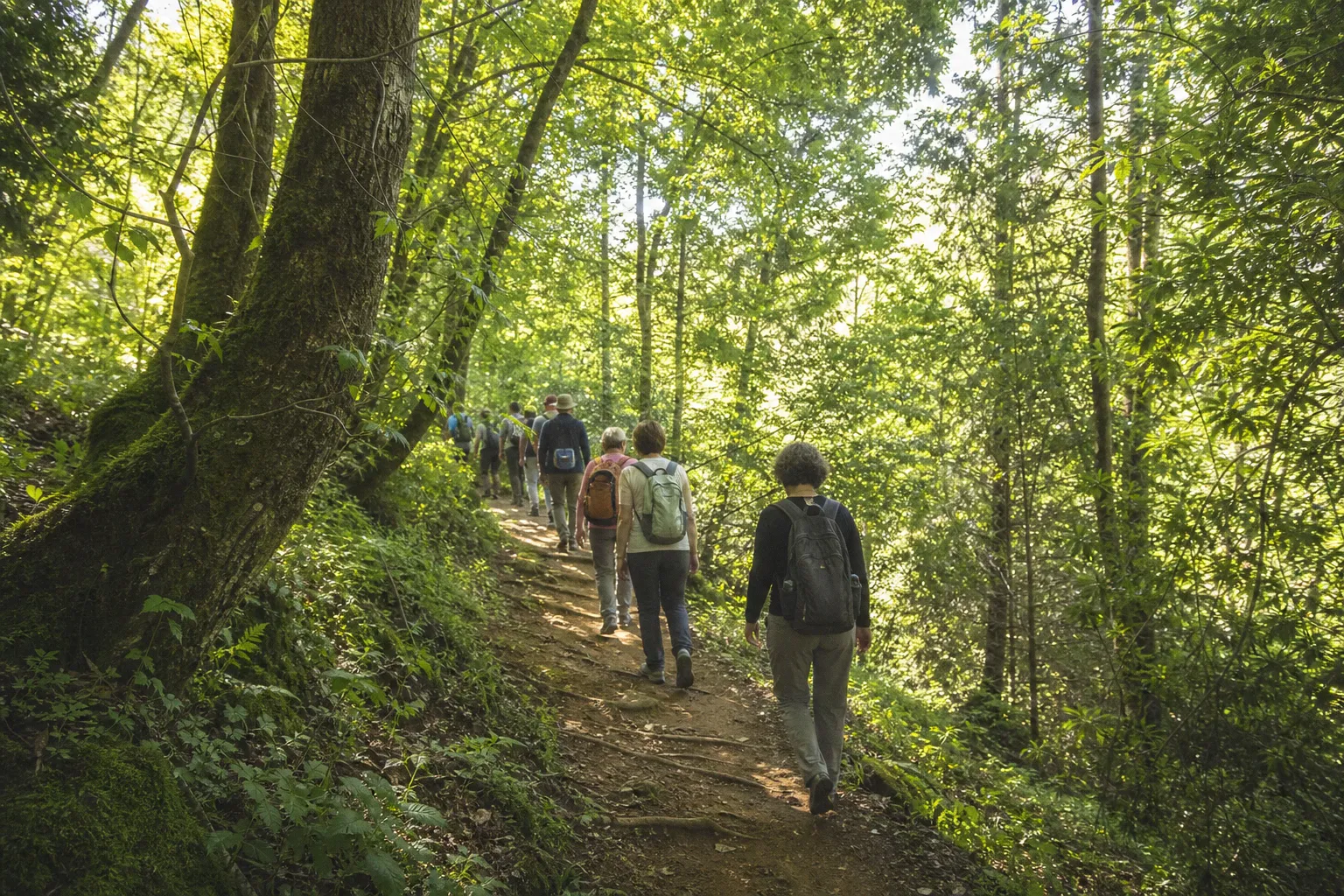 Le Portugal inaugure sa première forêt thérapeutique certifiée à Bussaco