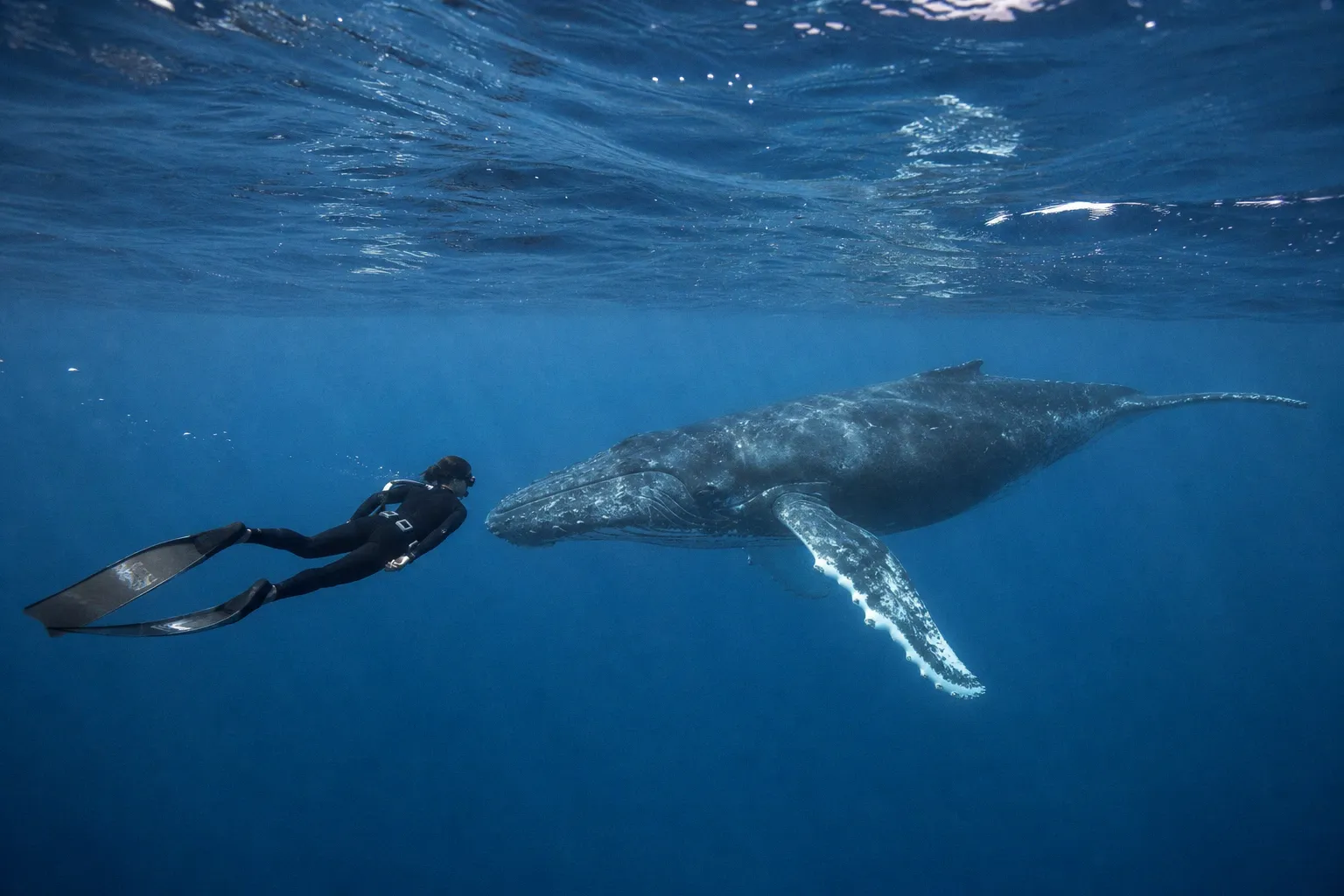 Le Souffle de vie : entre introspection personnelle et documentaire animalier