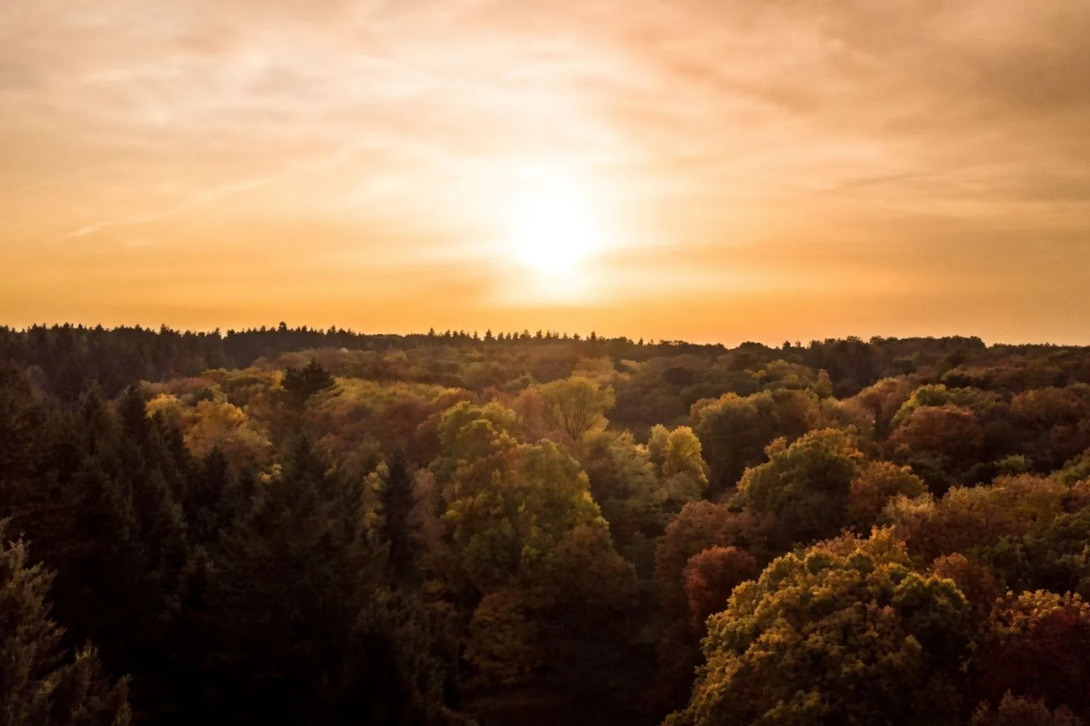 S'immerger dans l'Arboretum de Tervuren : l'art de la sylvothérapie