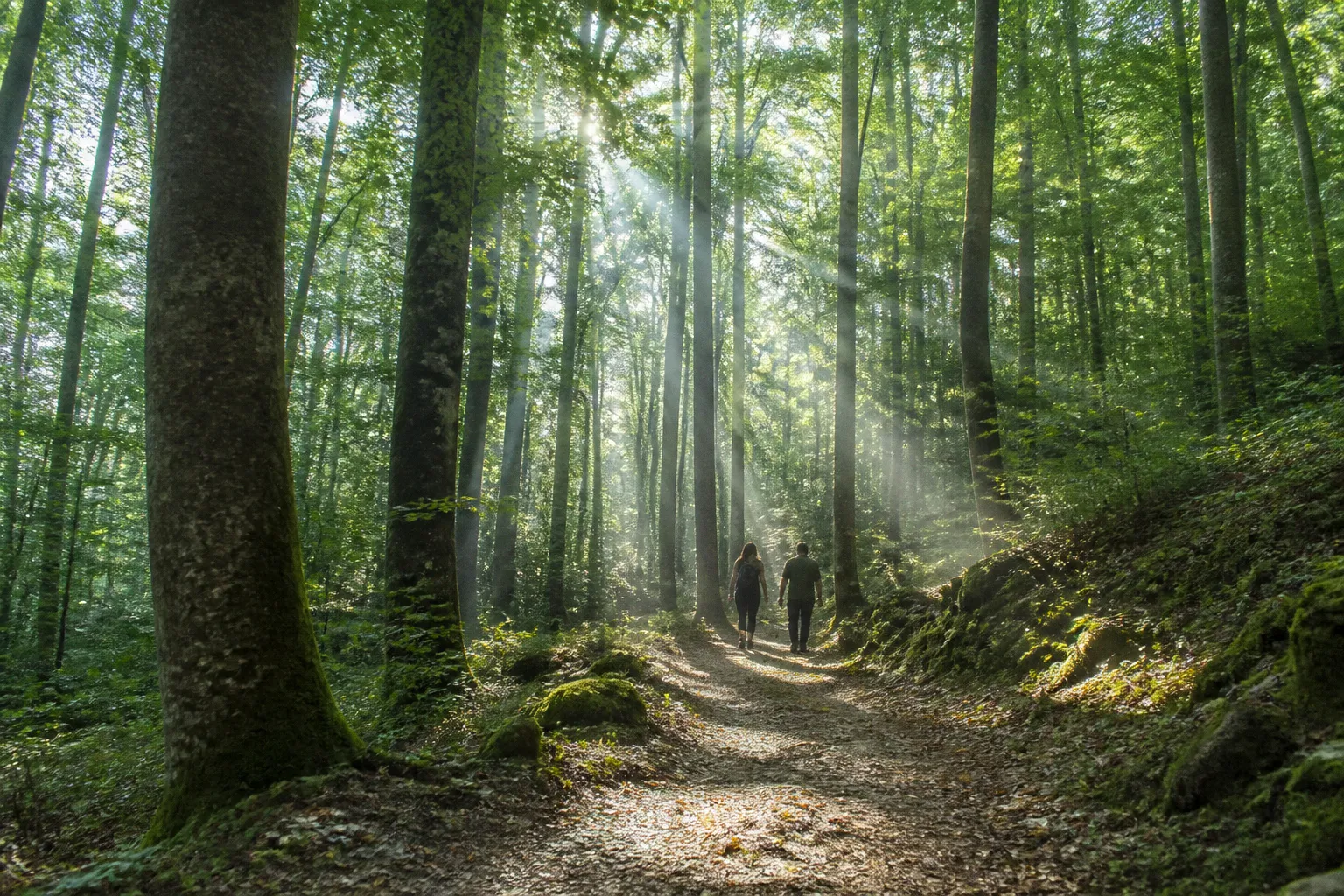 Sagesse sylvestre : quand la science des arbres apaise notre système nerveux