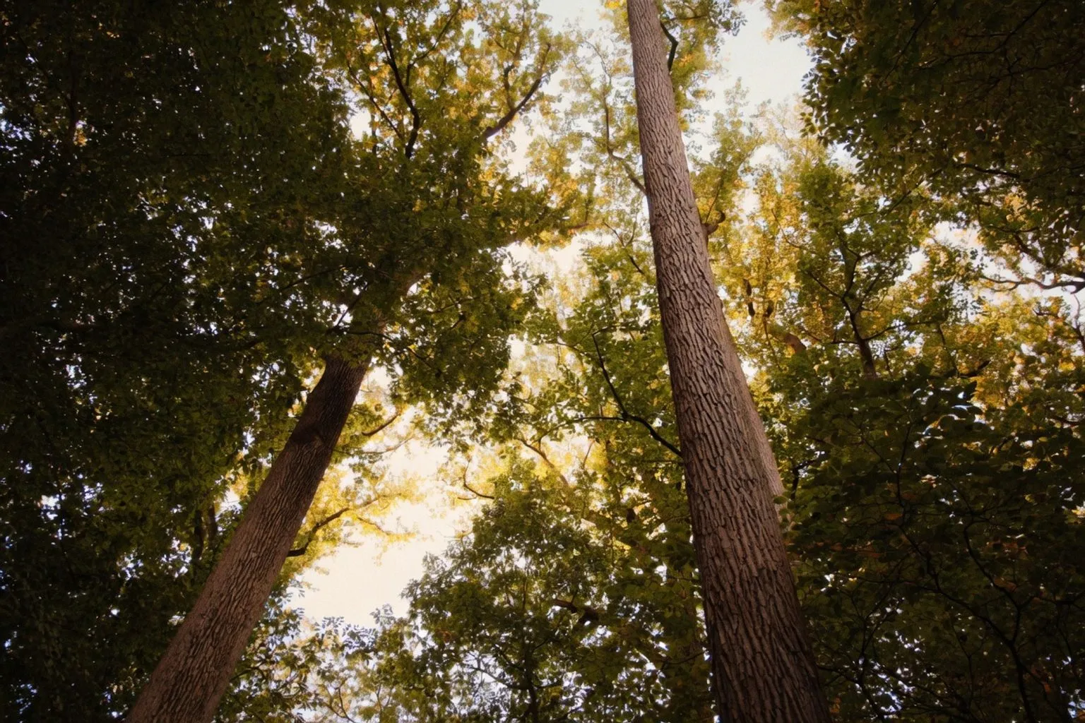 Shinrin-yoku : comment pratiquer l'immersion sensorielle en forêt
