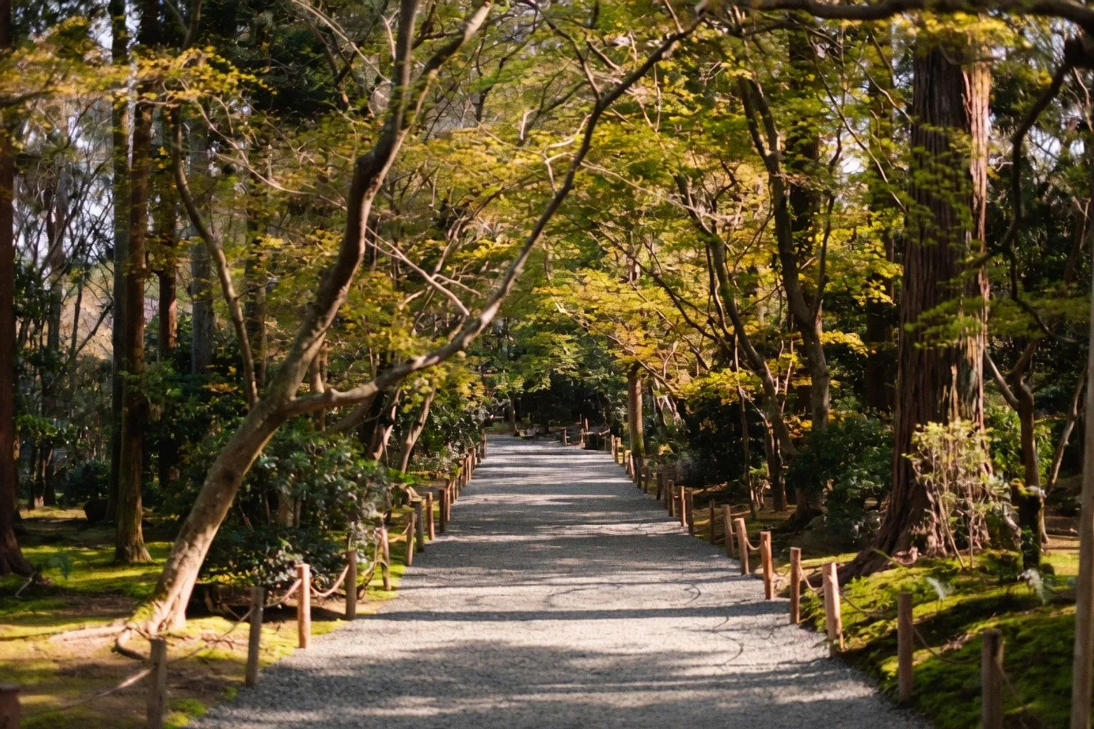 Shinrin-yoku : les fondements de la thérapie forestière japonaise