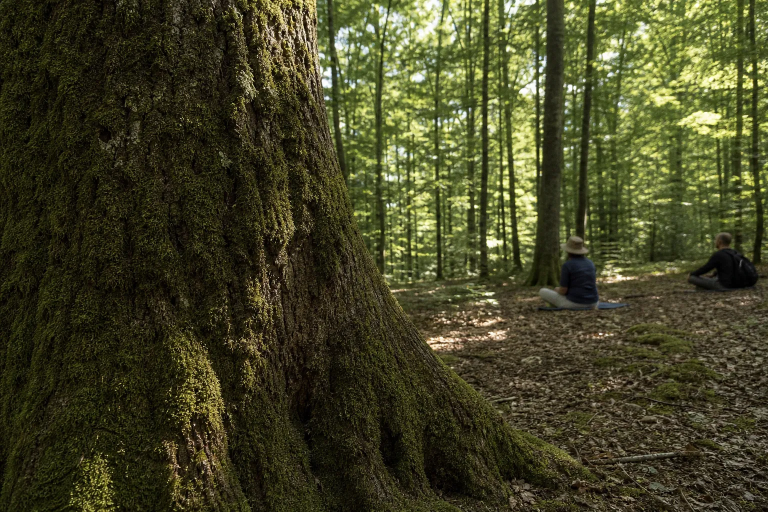 Shinrin yoku : principes et fonctionnement de l immersion en foret