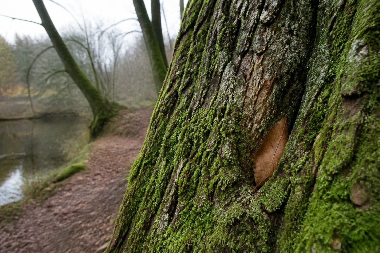 Sylvothérapie : comment le bain de forêt agit sur le corps et l’esprit selon la science