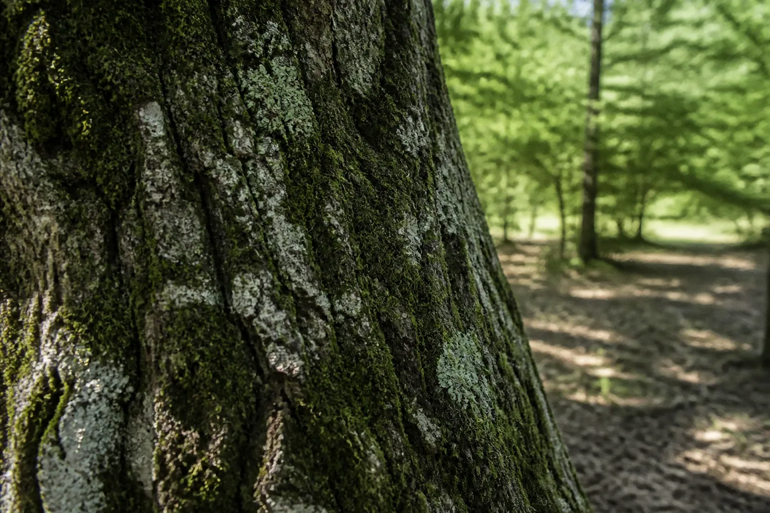 Sylvothérapie et choix de l'arbre : critères de connexion