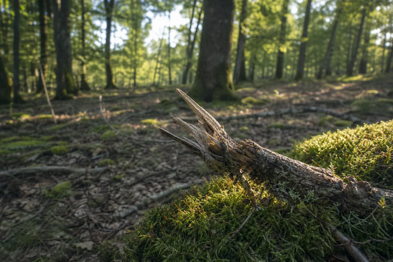 Sylvothérapie et dangers : 4 étapes pour pratiquer sans risque